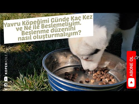 Yavru Köpeğimi Günde Kaç Kez ve Ne ile Beselemeliyim. Beslenme düzenini nasıl oluşturmalıyım?