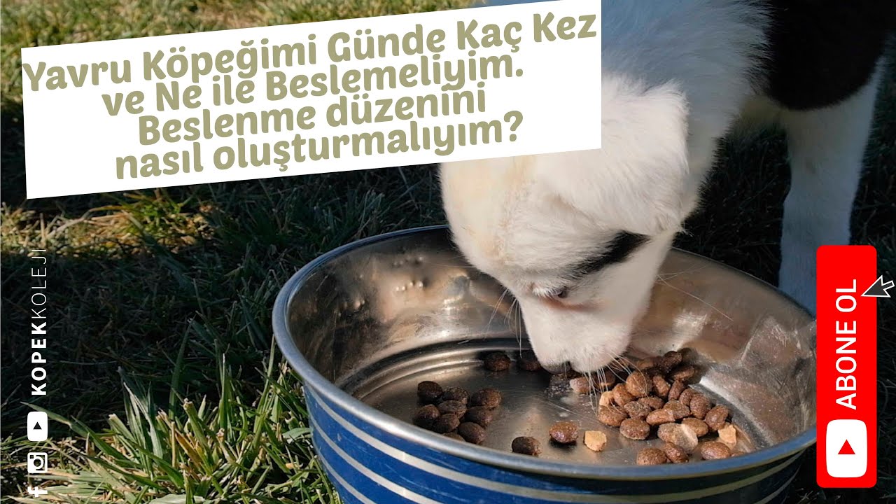 Yavru Köpeğimi Günde Kaç Kez ve Ne ile Beselemeliyim. Beslenme düzenini nasıl oluşturmalıyım?