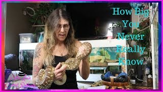 How Big Will My Carpet Python Be Prt 7 Wealth