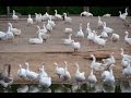 Ферма Демидовские гуси. Поголовье гусей