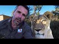 Do Lions Dream? #AskMeg | The Lion Whisperer