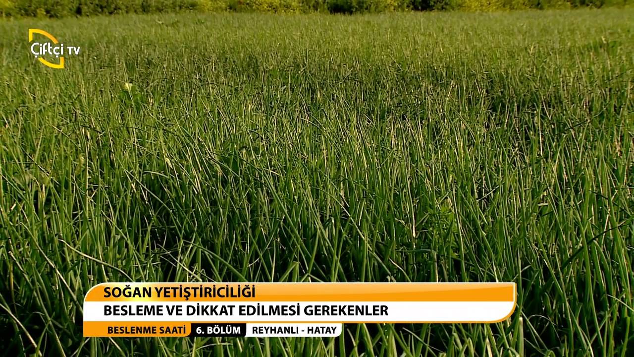 BESLENME SAATİ - SOĞAN YETİŞTİRİCİLİĞİ