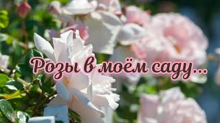 Делюсь красотой. Розы в моем саду под  музыку Сергея Чекалина - ЦВЕТОЧНОЕ НАСТРОЕНИЕ
