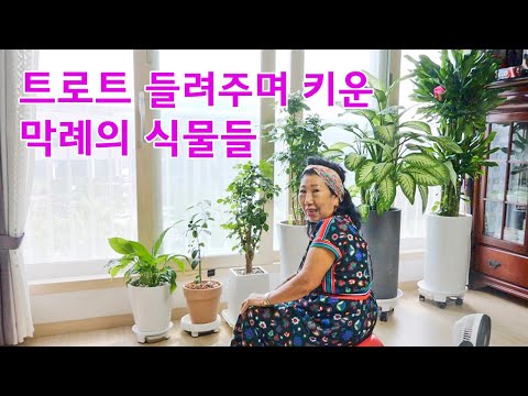 [Eng] 키우고 있는 식물들을 소개합니다