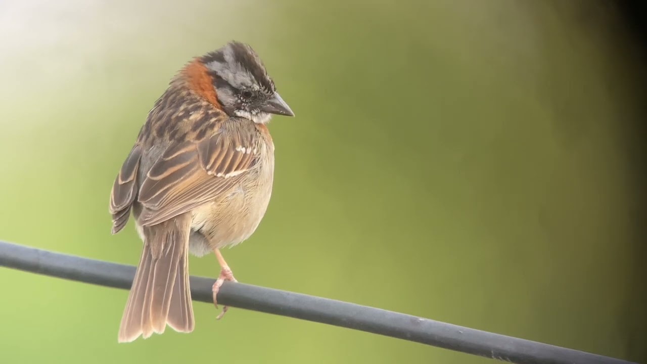 El canto del copeton (Zonotrichia capensis) a pesar del ruido de la  🏙 su vocalización se escucha