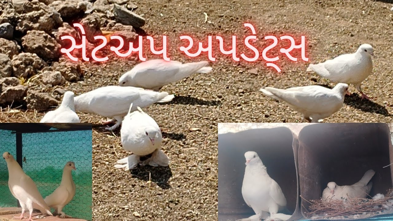 સેટઅપ અપડેટ્સ // 🕊️🪺