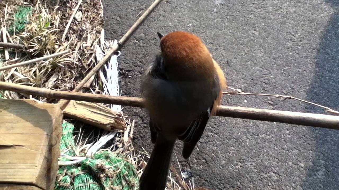 逃げない鳥 福島 escape not bird in