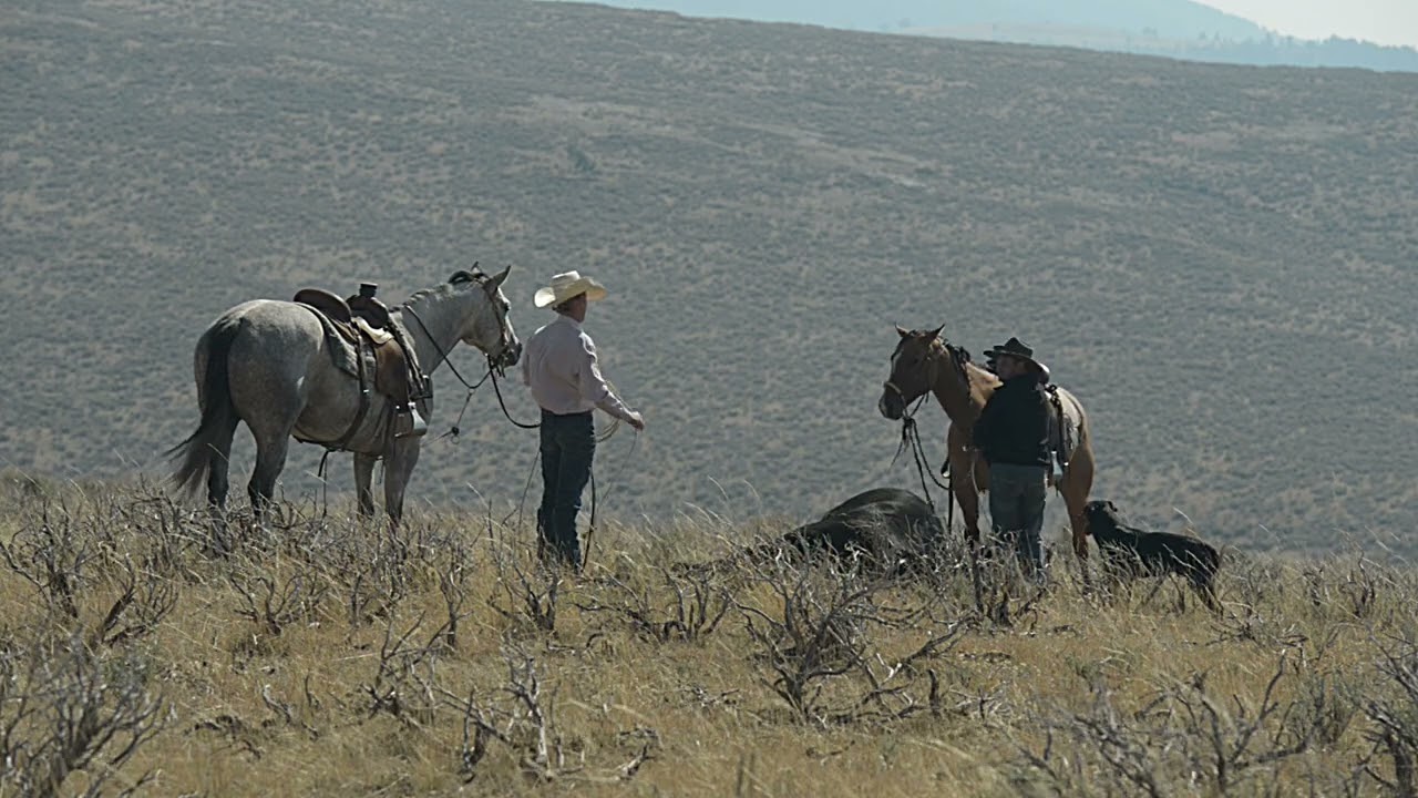 2025 Pitchfork Ranch Horse Sale “TEMPT MY FANCY” - “Cookie” (full sale video)