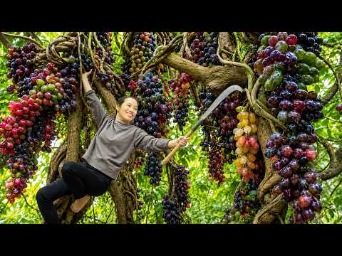 Harvesting Wild Forest Grapes to Sell at Market | Traditional Wine Recipe, Taste of My Homeland