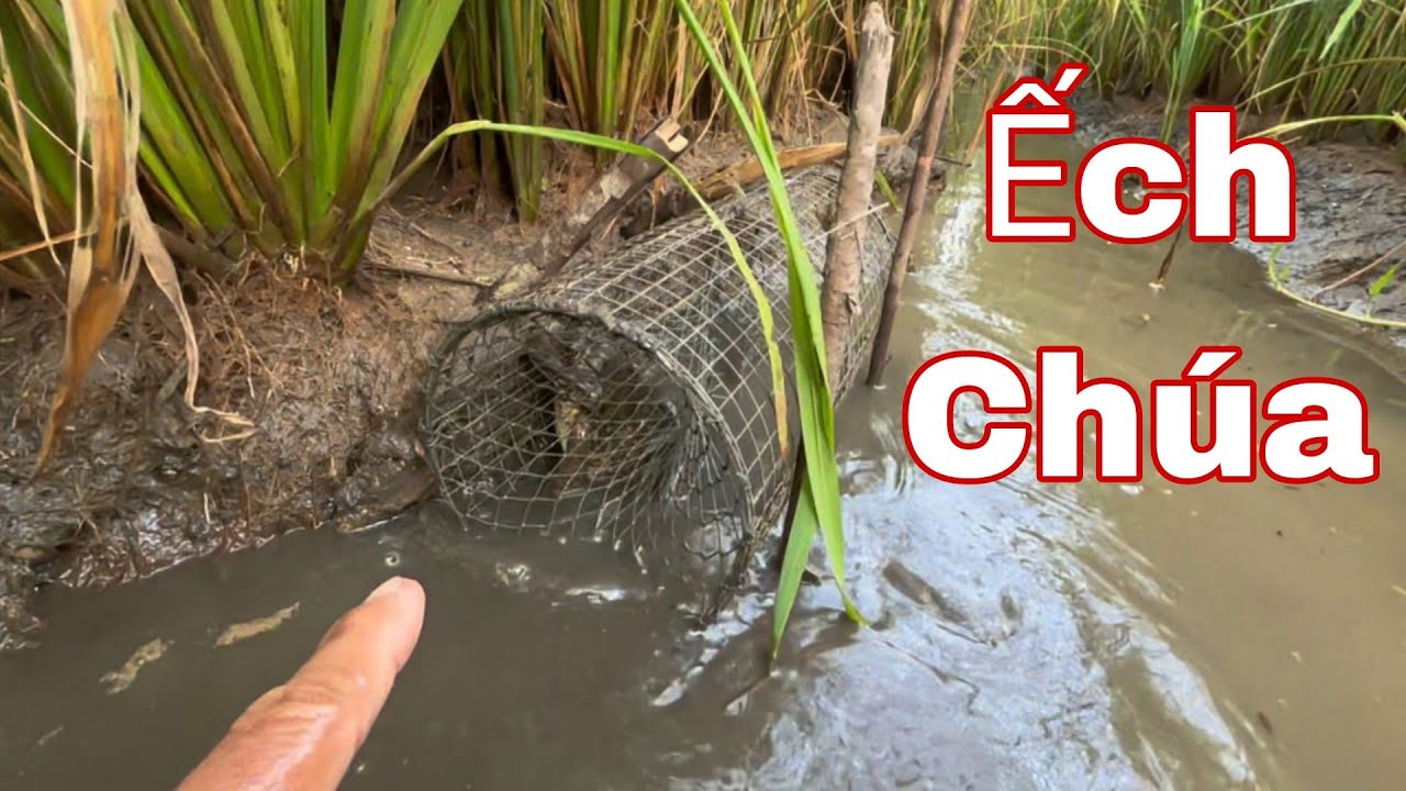 Cạnh Tranh Với Loa Dụ Ếch. Linh Vẫn Trúng Đậm Ếch Chúa