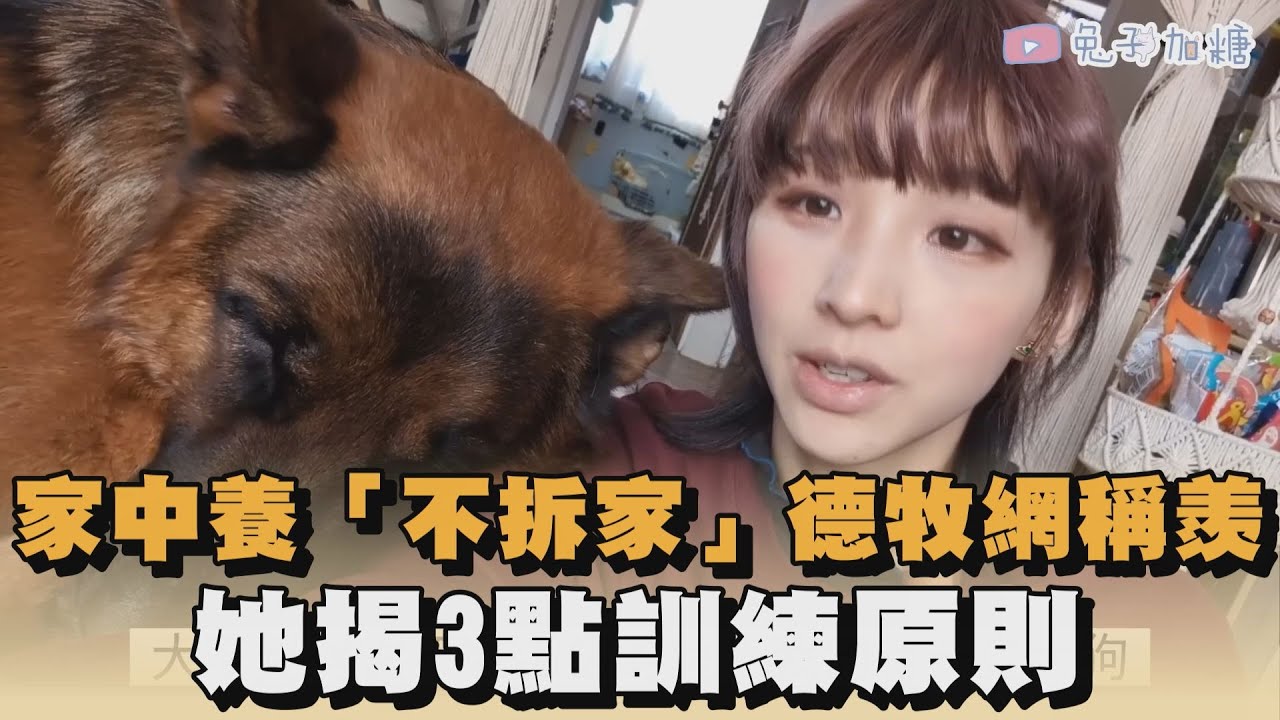 家中養「不拆家」德牧網稱羨　她揭3點訓練原則｜#全民話燒
