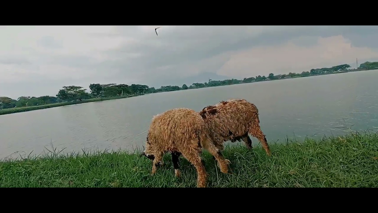 wisata danau penampungan air IPAL PDAM tirtawening bojong soang