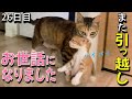 【最終回】こつぶ一家、引っ越しました/やんちゃ子猫、手に負えなくなる/チビ白くんの一等賞