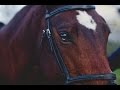 Just Hold On || Horse Jumping Music Video