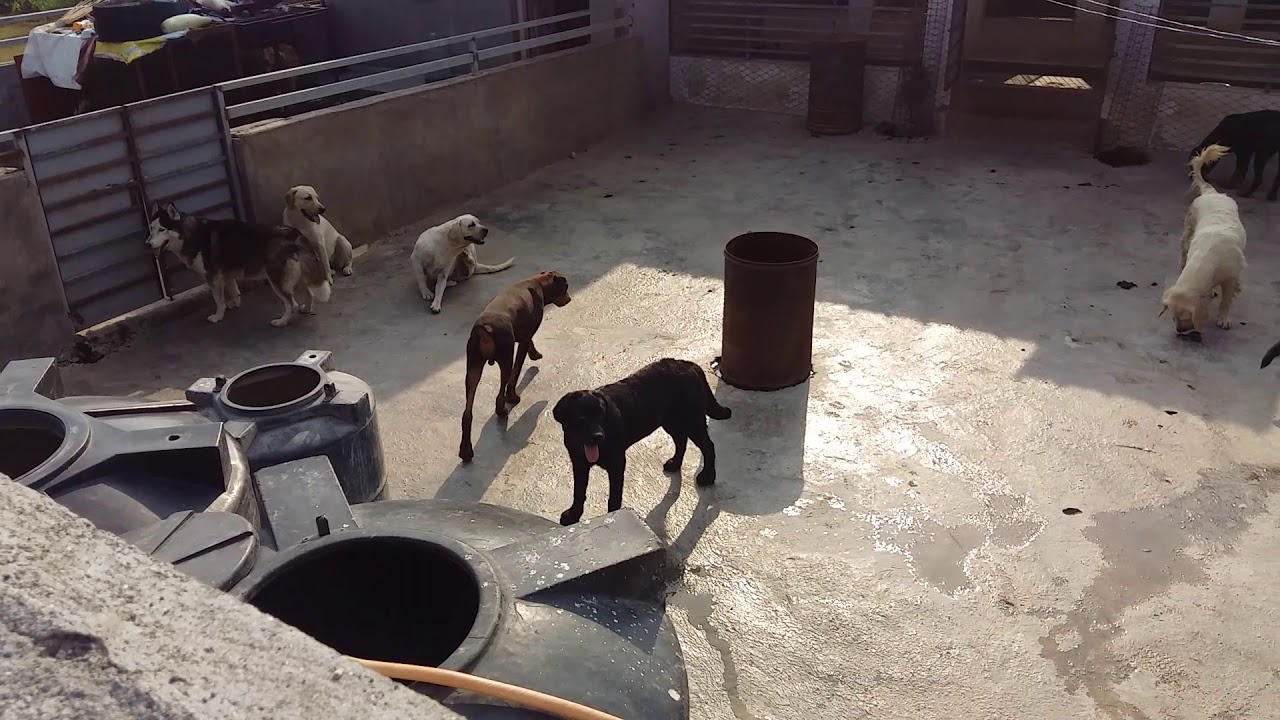 Dog Hostel and Breeding Kennel in kerala YouTube