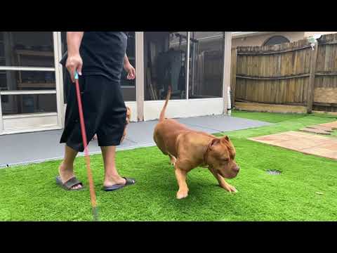A NEW PARADISE FOR MY XL RED BULLIES | Moe's Red Kennels