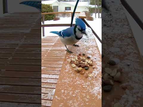 Jay Bird Union City Tn
