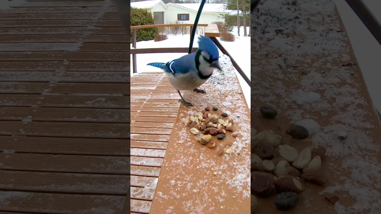 East Coast Blue Jay Sound