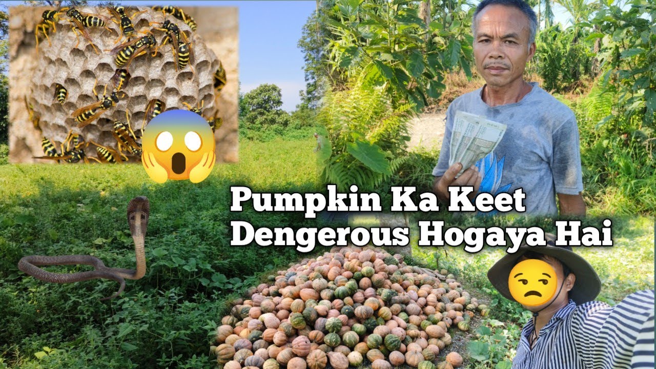 Hamari Keet Pe Snake Aur Wasps Hai 😳 ll Finally pumpkin Ka kam khtam Ho Gaya hai ll