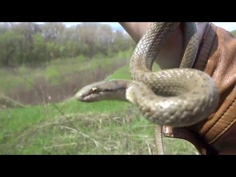 Медянка обыкновенная coronella austriaca