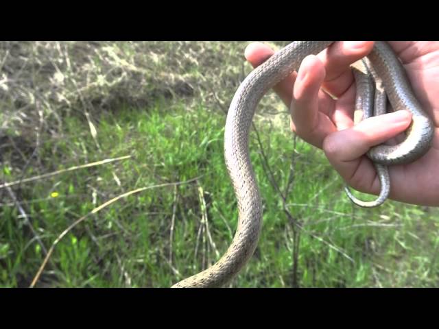Медянка обыкновенная coronella austriaca