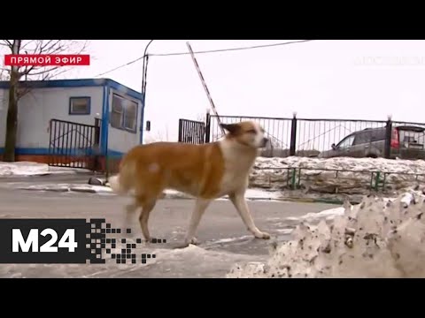 В Госдуме выступили против усыпления бездомных животных - Москва 24