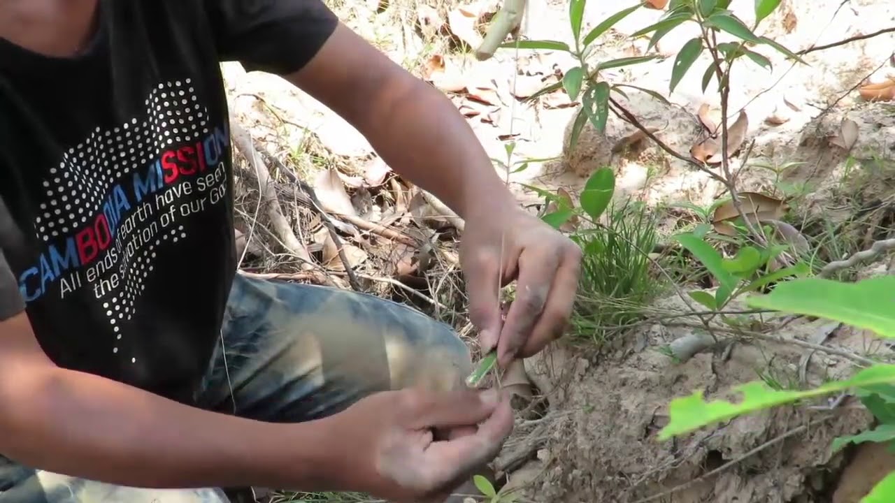 Awesome Quick Turkey Trap Using Bird Nest   Childrens Make Best Turkey  yes it is big daddy