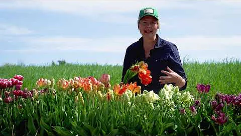 'Parrot King' Tulip from Johnny's Selected Seeds