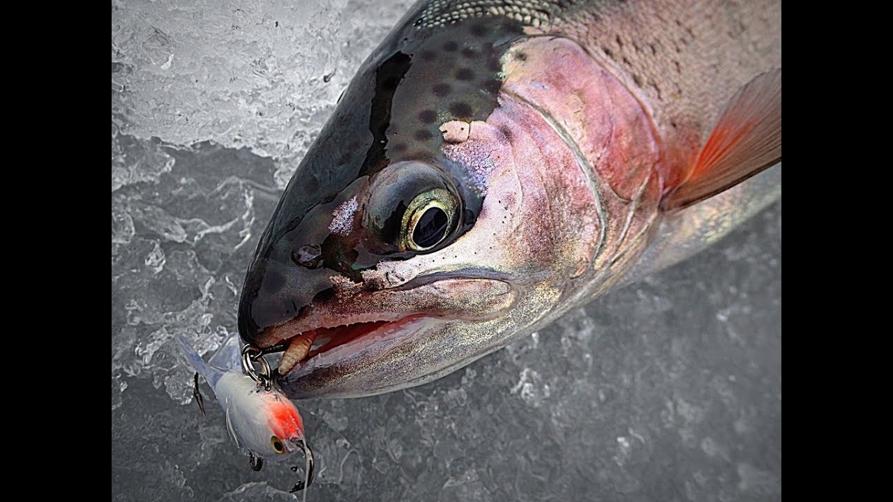 Washington Ice Fishing: Rainbow Trout (First Ice) 
