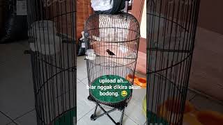 Konin Gacor Nembak Ciblek nurut Sama Perintah Mulut koningacor kolibrininja