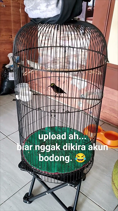 Konin gacor nembak ciblek, (nurut sama perintah mulut) #koningacor #kolibrininja