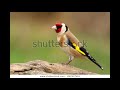Algerian Parva goldfinch, Chardonneret, Cardelino, Jilguero Stieglitz, Stillits LONG VIDEO (Pipeew)