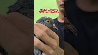 Darahan rampok x garong ag