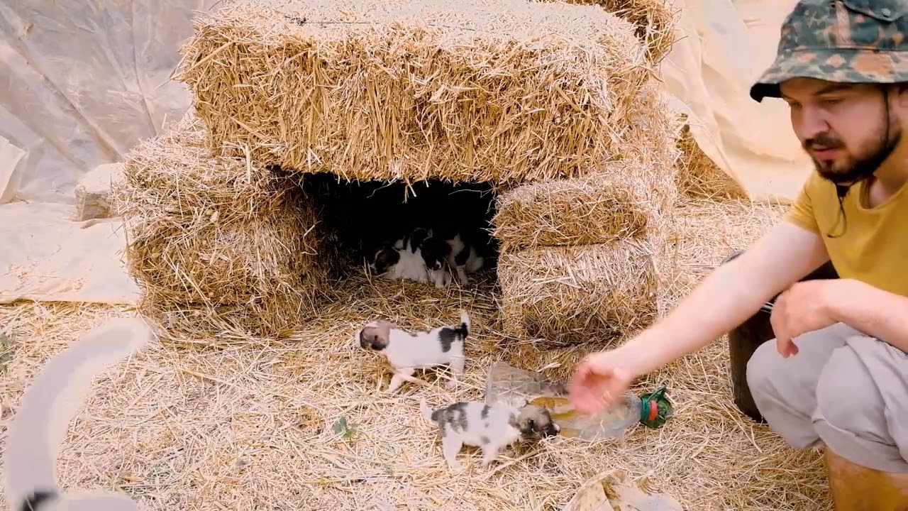 Build a simple house for the puppies and move them there with their mother.