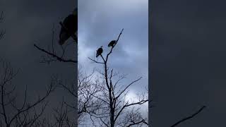 A pair of eagles in Worcester Massachusetts #eagles #usa #viralvideo #viralshorts #shortfeed