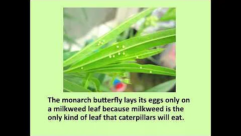 The Life Cycle of a Butterfly by Brittany Lease