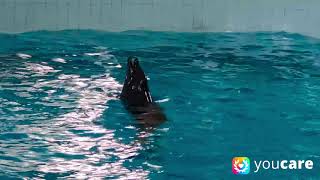 Sauvetage Youcare De Kasya, La Femelle Dauphin Enfermée Dans Un Delphinarium En Faillite À Téhéran