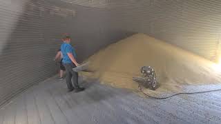 Emptying A Grain Bin Of Soybeans