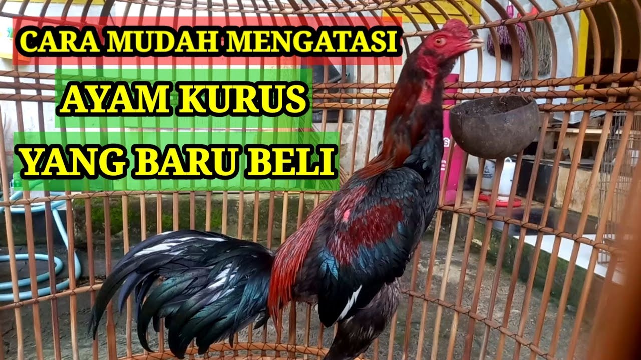 Cara Mengatasi ayam kurus yang baru beli