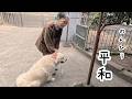 いぬとばあやんの午後は今日ものんびり平和でした・・・。 #メイちゃんねる