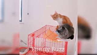 Funny Buzz Cute Cat