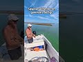 Spigola con la gomma in laguna di Venezia  #spigola #seabass #fishing #outdoors