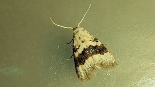 Nola taeniata (Hairy Rice Caterpillar)