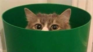 Cat interruption