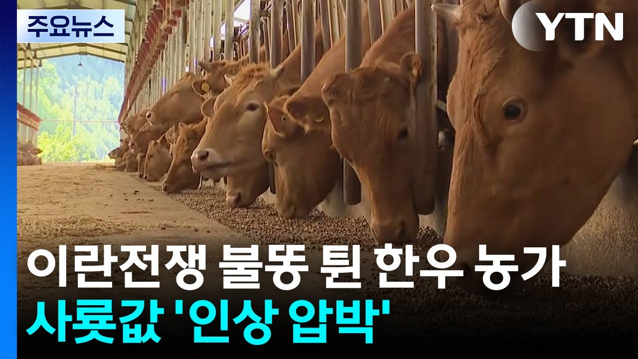 이란 전쟁 불똥 튄 한우 농가...사룟값 '인상 압박' / YTN