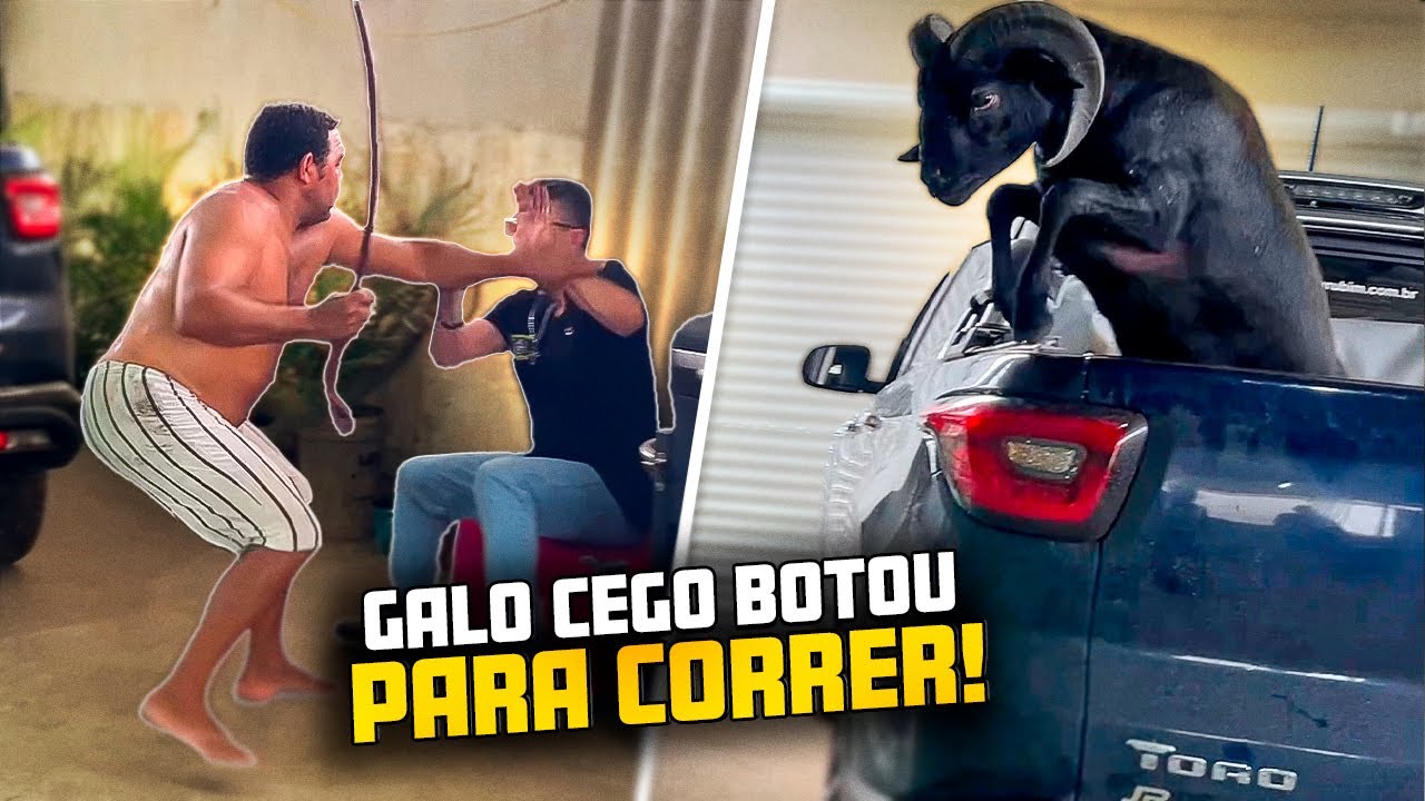 CANEIRO CHICO PULOU DE CIMA DA CAMINHONETE PARA PEGAR GALO CEGO 🤣🤣 | GALO CEGO