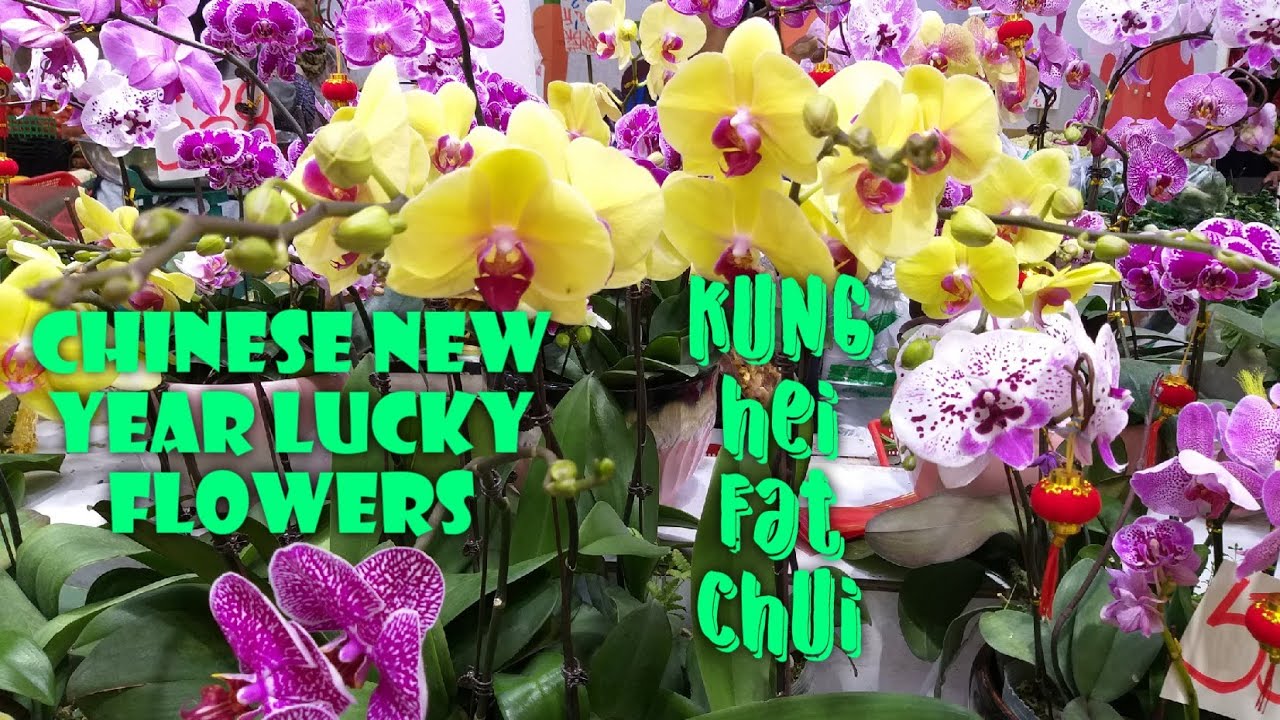 CHINESE NEW YEAR LUCKY FLOWERS HONEYPIE VLOGS YouTube