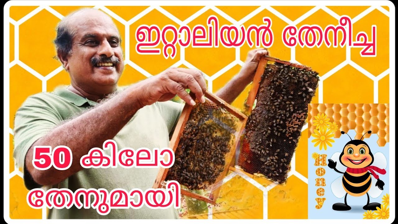 Honey bee🐝farming#italian bees