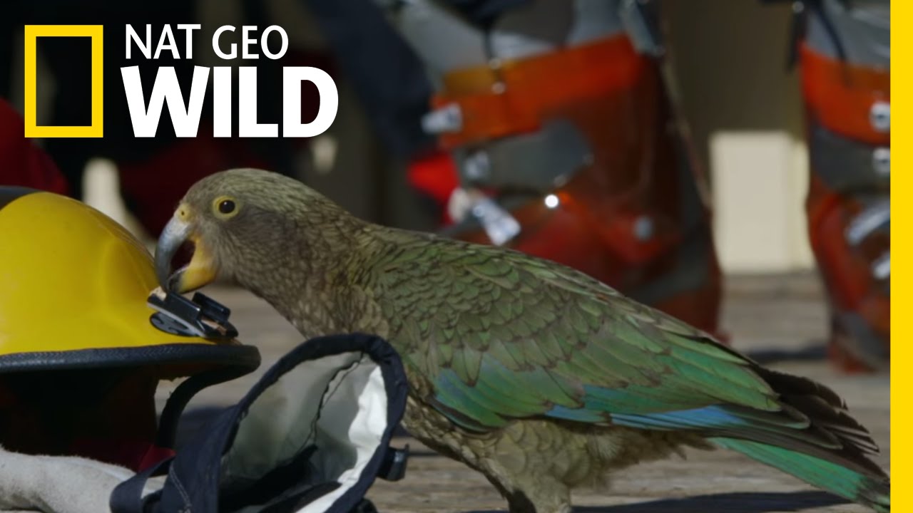 nat geo wild logo A Very Curious Parrot | Wild New Zealand