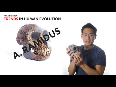 Skull 1: Ardipithecus Ramidus for NCEA Level 3 Biology
